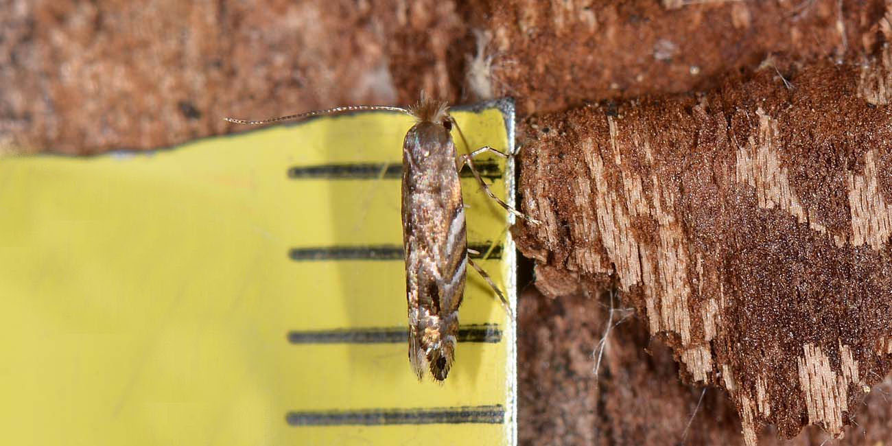 Gracillariidae? Si,  Phyllonorycter robiniella